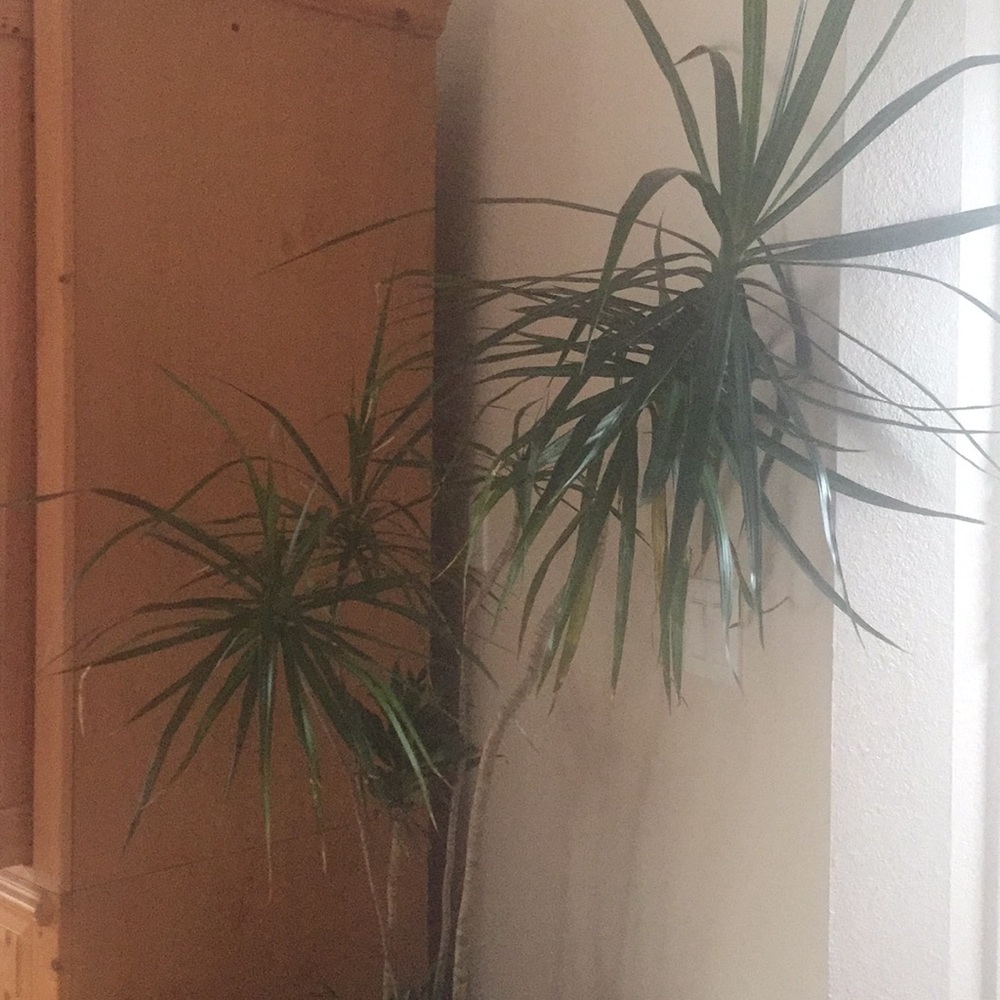 Meet your Posher, Claudia